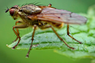 Fliege, Insekt, Fotoclub USZ Zürich