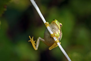 Makro, Laubfrosch, Fotoclub USZ Zürich