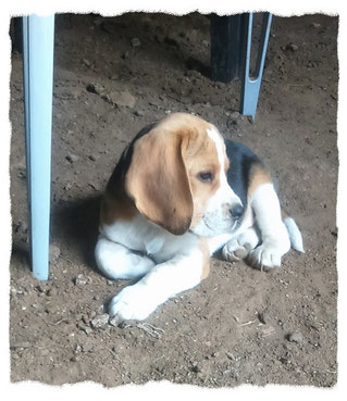 Beagle à l'école pour chiots à Dax