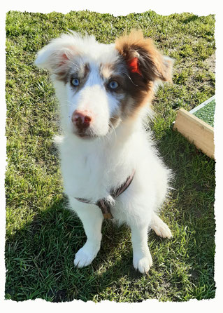 Chiot Border Collie à l'école pour chiots à Dax