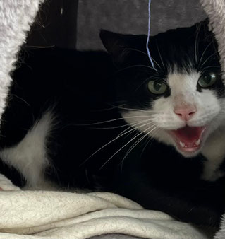 Schwarz-weißer Kater Lovis aus dem Tierheim Flensburg sucht ein Zuhause mit viel Freigang, idealerweise auf einem Hof.