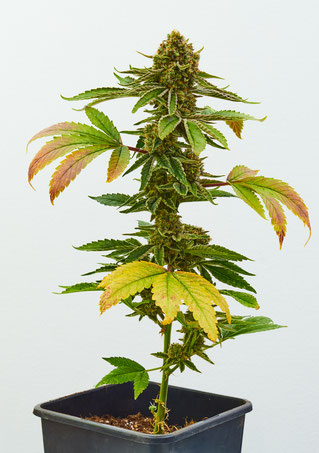 Blühende Qualicann Strawberry Gold CBD Cannabis Pflanze