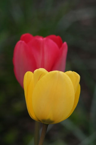 Tulpen im Blumengarten