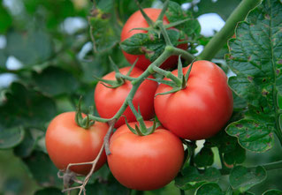 ...bei Rispentomaten hingegen wird die ganze Rispe geernet, sobald alle Tomaten daran reif sind.