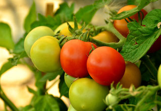 Die meisten Tomaten müssen einzeln geernet werden, sobald sie reif sind...