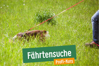 Hund sucht im hohen Gras