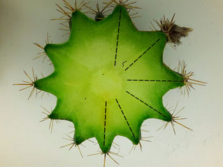 Photographie d'une coupe de mammillaria.