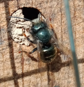 Eine der ersten emsigen Wildbienen-Arbeiterinnen im zeitigen Frühjahr: Gehörnte Mauerbiene an Nisthilfe