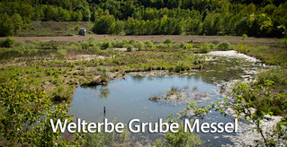 Die Welterbe Grube Messel entdecken!