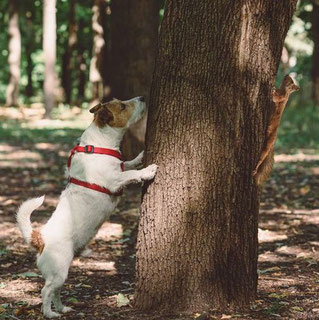 Anti-jagd, Ferien mit Hund, Ferienprogramm, Hundeschule, Sommerferien 2024, Hundeschule Essen, Bottrop, Bochum, Gelsenkirchen, Hattingen