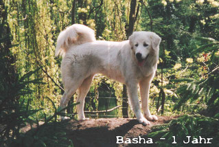 Basha war die Mutter unseres ersten Wurfes der dt. Herdenschutzhunde. Sie war eine reine Akbashhündin und zeichnete sich durch Freundlichkeit und Wachsamkeit aus. Auch sie hat schon Ziegenherden beschützt.