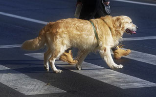 Un chien golden de couleur sable en laisse traverse la rue avec son maître par coachcanin16 educateur canin à cognac