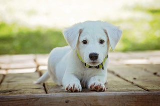 Chiot blanc
