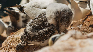 Gannet morus bassanus
