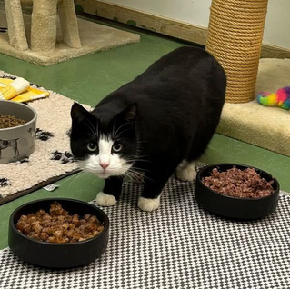 Tierheim Flensburg - Lovis – Zurückhaltender Kater sucht geduldige Menschen und ein Zuhause mit Freigang - Tierheim Flensburg