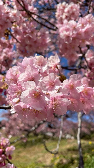 河津桜を見に伊豆に行ってきました🌸