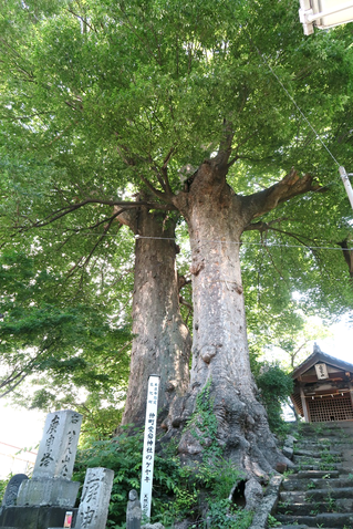 愛宕山古墳のケヤキの画像