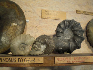 Ammonit Ceratites Replik Deko Fossilien Muschelkalk 