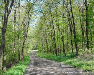 Kraftquelle Wald, Kraftquelle, Flow im Wald, Wald als Energiequelle, Wald erleben, Wald entdecken,
