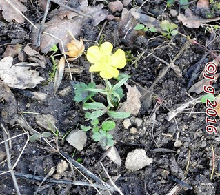 Gold-Hahnenfuß - ein Frühblüher