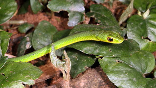 Battersby's Green Snake (Philothamnus battersbyi) o serpente verde di Battersby