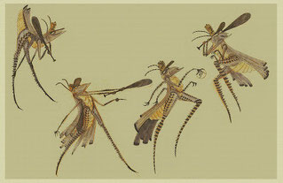 Il disegno di Leo Matsuda dal titolo: "studies of grasshopper playing baseball".