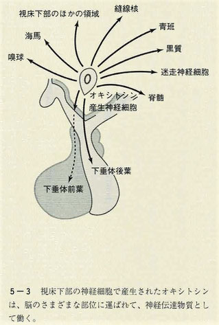 神経伝達物質としての働き