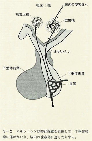 下垂体後葉と脳内の受容体へ