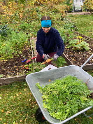 In ihrer Einsatzstelle in Rättvik hilft Monika auch bei der Gartenarbeit.