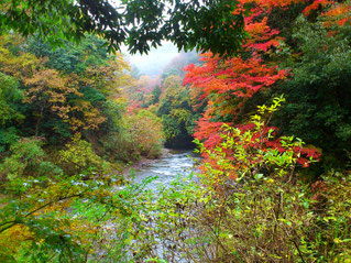 紅葉の見ごろは１１月下旬～１２月上旬がお勧め