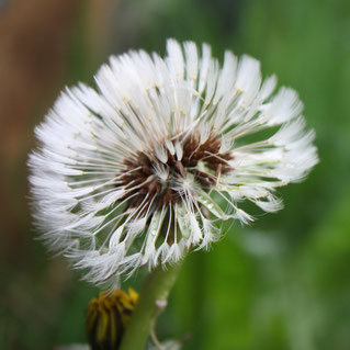 Les Plantes dans tous les sens-Pissenlit
