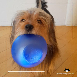 hundeernährung, futtercheck, hundefutter, tiertraining diamant, ernährungsberatung hund, ernährung hund beratung, futtercheck online, hundefutter online, futter hund österreich, hund salzburg, barf beratung, nassfutter hund, trinken hund, futter hund