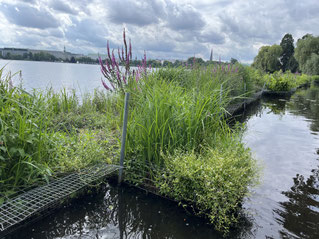 Vegetationsinseln am Außenalster-Westufer