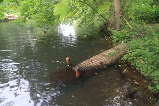 Totholz in der Alster