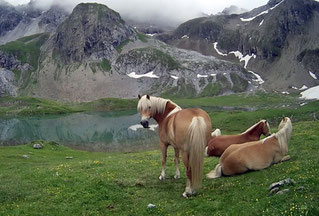 Pferde Wiese Gras Berge Wolken See Alpen Österreich Memminger Hütte Zams