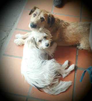 2 chiens en vacances au Clos des Laves dans un gite dog-friendly près d'Issoire