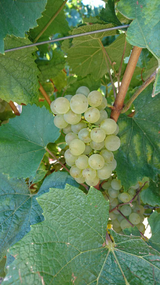 Chardonnay