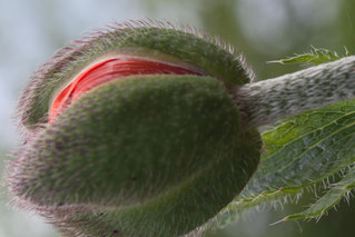 Mohnblume Neues Glück im Sommerkafi Sool