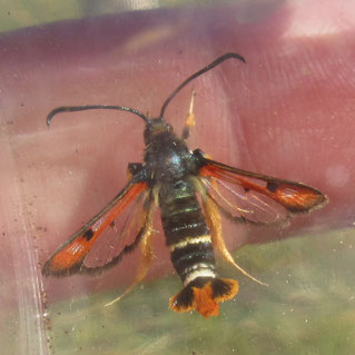 Abb. 1: Exemplar des Roten Ampfer-Glasflüglers im Kölner Grüngürtel (Foto: Jörg Siemers)