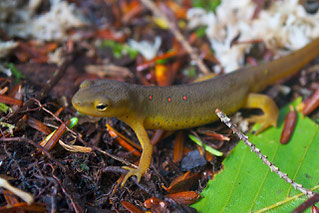 A young adult Eastern Red-spotted Newt