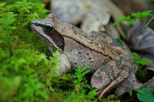 A Wood Frog (Rana sylvatica)