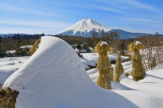 寒い寒い冬のピーク。でも、すぐそこに春の気配も近づいています。