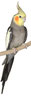 Calopsitte élégante (Nymphicus hollandicus)