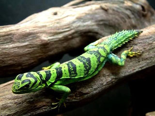 Qu'est ce qu'un Reptile - Site Jimdo de shadows-passion!