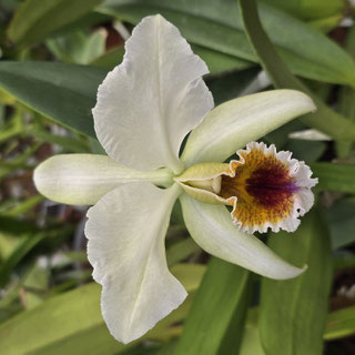 Cattleya percivaliana ff. coerulea "Rio Verde"