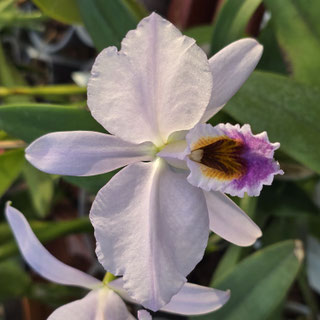 Cattleya percivaliana ff. coerulea "Ondinita"