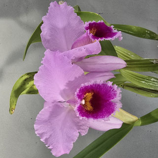 Cattleya x peregrine