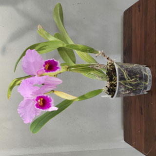 Cattleya x peregrine
