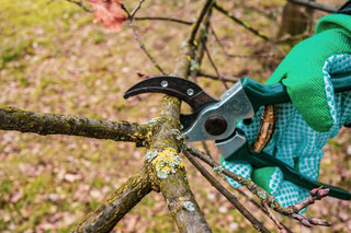 Winterschnitt Dürig Gärten