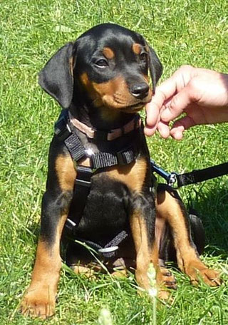 Deutsche Pinscher vom Sylbachtal, Pinscher, Welpen, Pinscherzucht